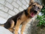 German Shepherd Puppies