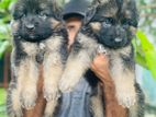German Shepherd Puppies