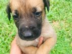 German Shepherd Puppies