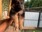 German Shepherd Puppies