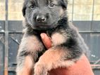 German Shepherd Puppies