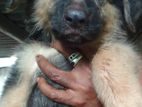 German shepherd puppies