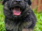 German Shepherd Puppies