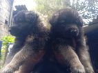 German Shepherd Puppies