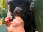 German Shepherd Puppies