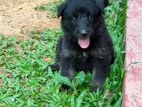 German Shepherd Puppies