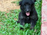 German Shepherd Puppies