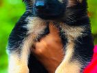 German Shepherd Puppies