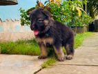 German Shepherd Puppies