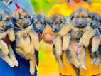 German Shepherd Puppies