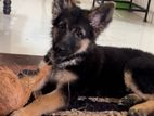 German Shepherd Puppies