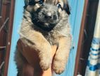German Shepherd Puppies
