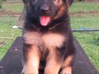 German Shepherd Puppies