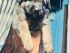 German Shepherd Puppies