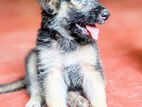 German shepherd puppies