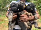 German Shepherd Puppies