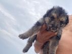 German Shepherd Puppies