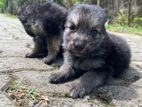 German Shepherd Puppies