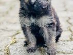 German Shepherd Puppy