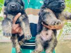 German Shepherd Puppies