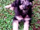 German Shepherd Puppies