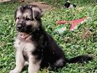 German Shepherd Puppies