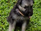 German Shepherd Puppies