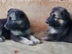 German Shepherd Puppies