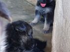 German Shepherd Puppies