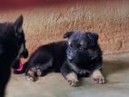 German Shepherd Puppies