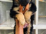 German Shepherd Puppies