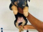 German Shepherd Puppies