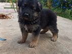 German Shepherd Puppies