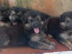 German Shepherd Puppies