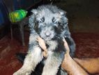 German Shepherd Puppies