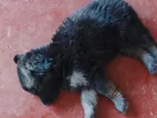 German Shepherd Puppies