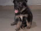 German Shepherd Puppies