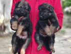 German Shepherd Puppies