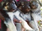 German Shepherd Puppies