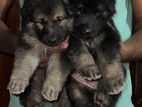 German Shepherd Puppies