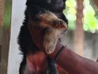 German Shepherd Puppies