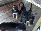 German Shepherd Puppies