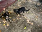 German Shepherd Puppies