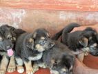 German Shepherd Puppies