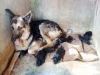 German Shepherd Puppies