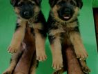 German Shepherd Puppies