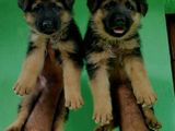 German Shepherd Puppies