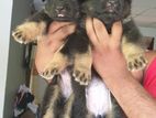 German Shepherd Puppies