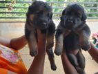 German Shepherd Puppies