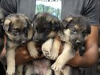 German Shepherd Puppies